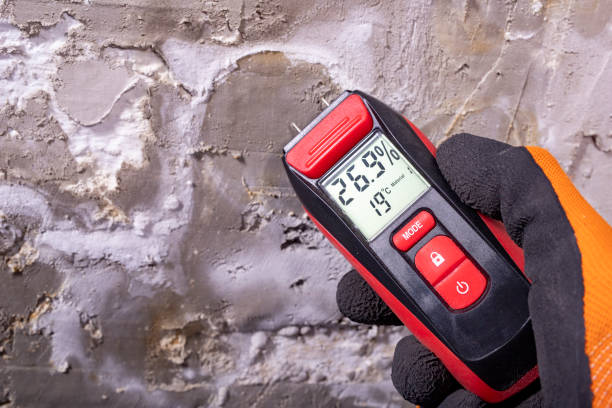 Best White Mold Remediation in Park River, ND