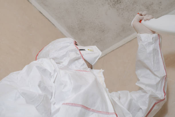 Best Post-Flood Mold Remediation in Park River, ND